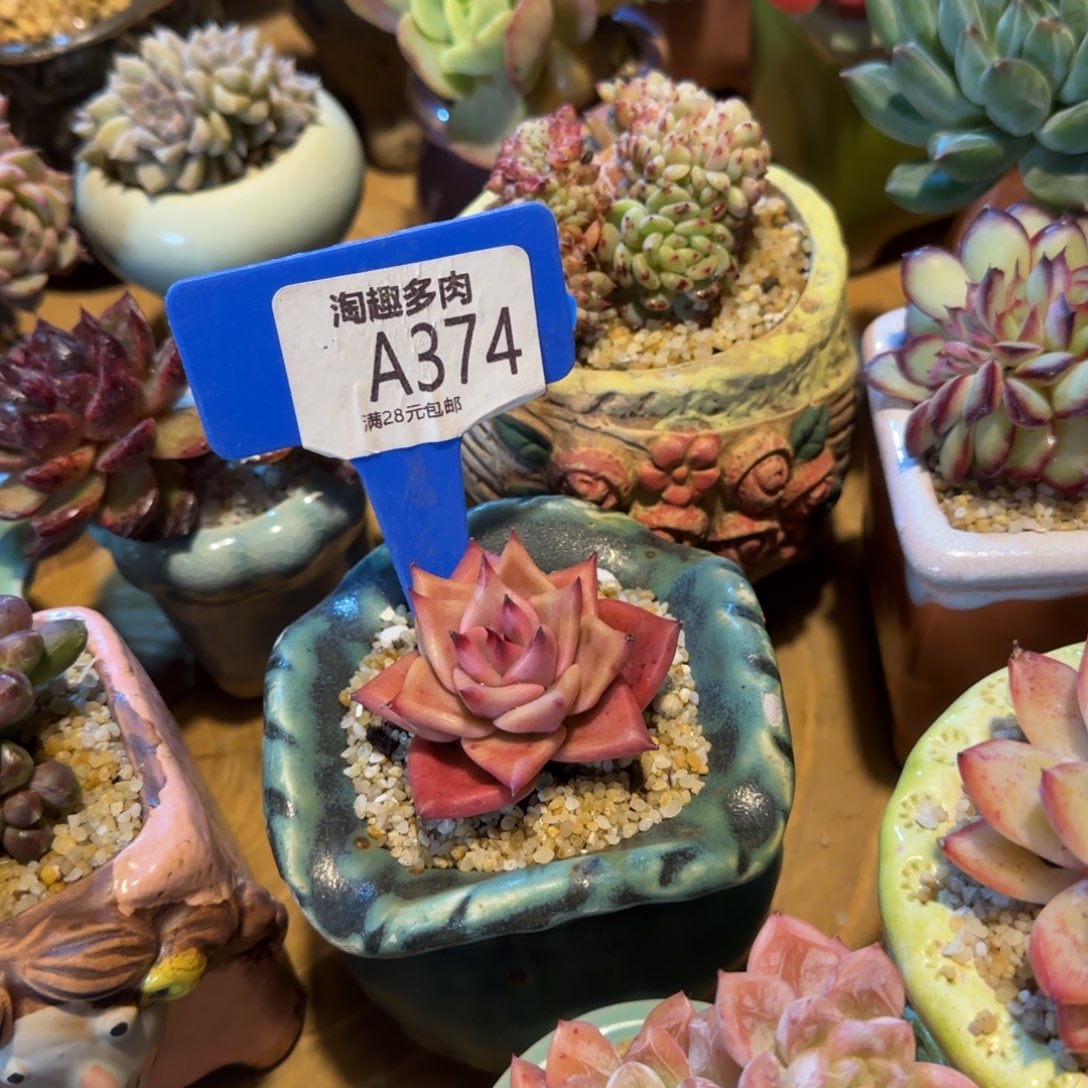 会****飞多肉植物朱丽叶单头变异