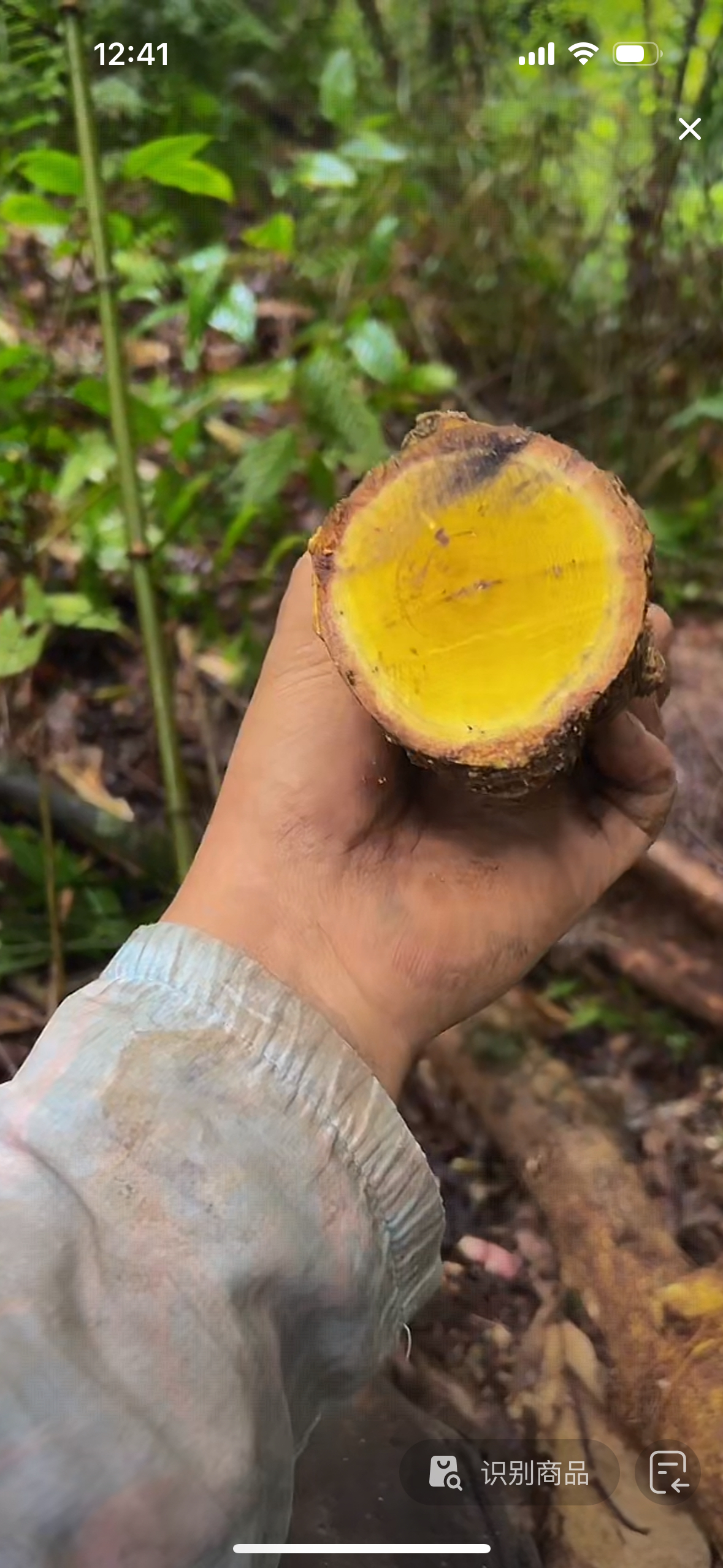 云南小高山货飞龙掌血观赏新鲜发货根茎类一物一拍