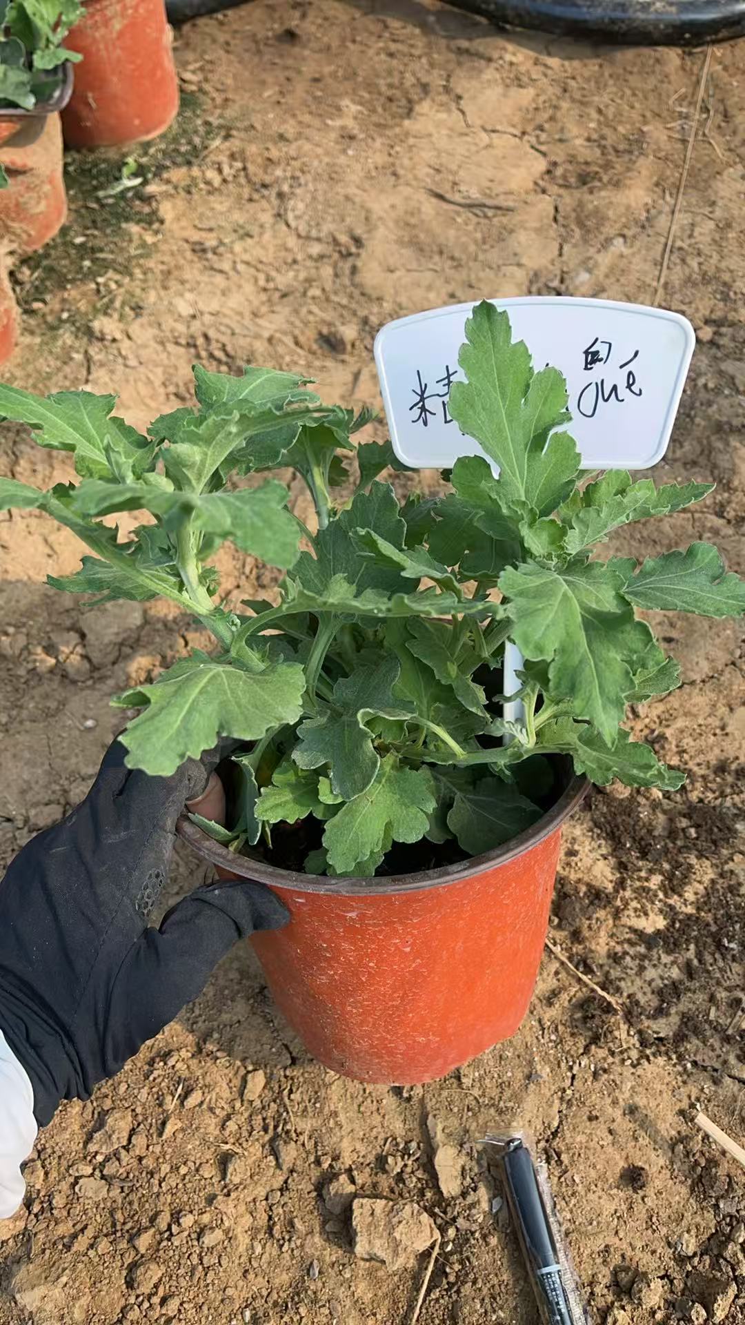 【精兴公爵菊花】九月菊大花盆栽新手