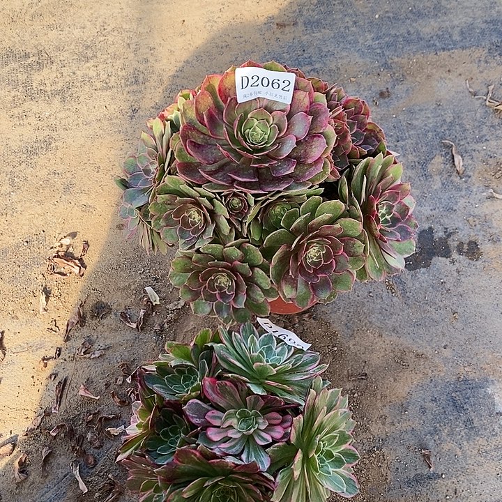 2062、1688粉花妖万花筒多肉2颗