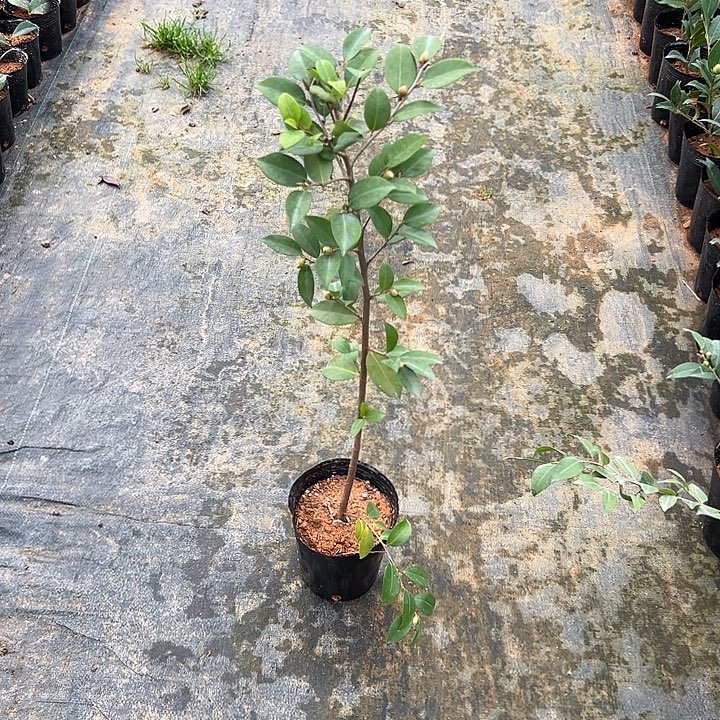 大部分花苞少量开放，软风