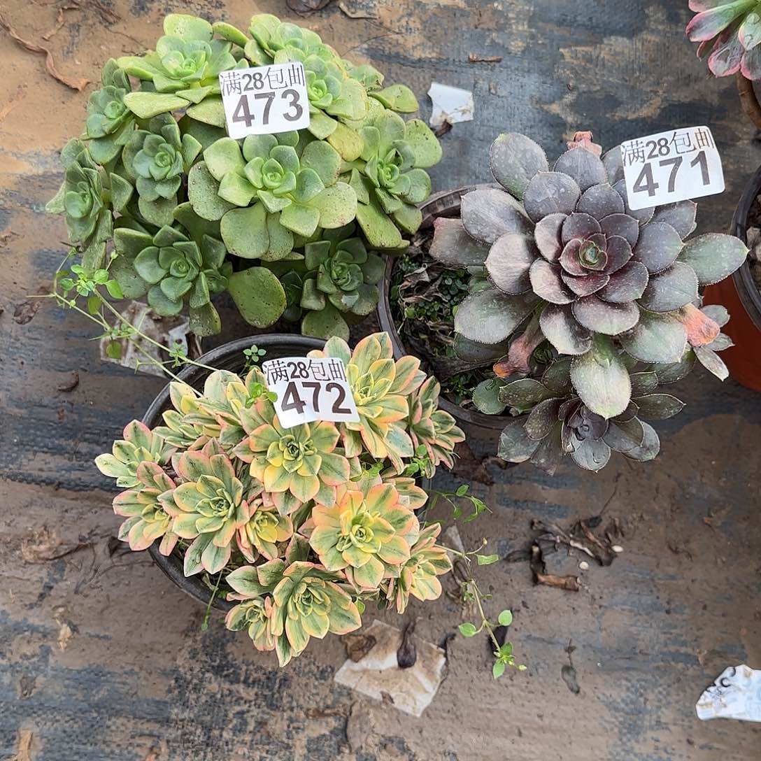 夏**族多肉瑕疵473+471+472满28包邮断枝不包