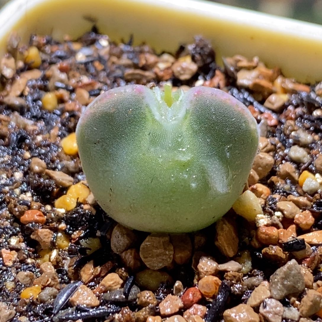 好看好看好看青蛙空蝉一颗