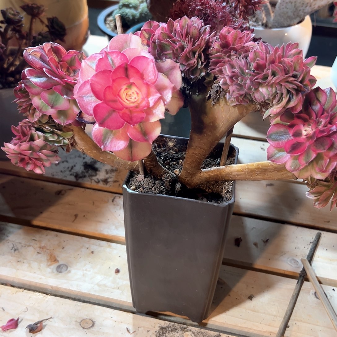 倾城缀化老桩朵缀