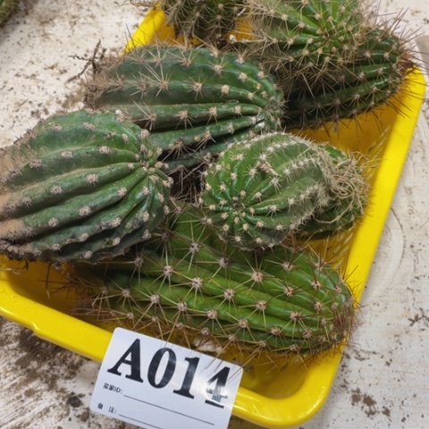 静**初瑕疵的毛花柱a 014