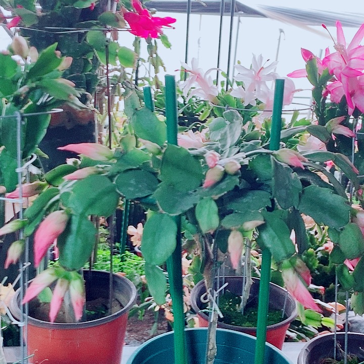 孙***勋无花朵叶仙嫁接一物一拍