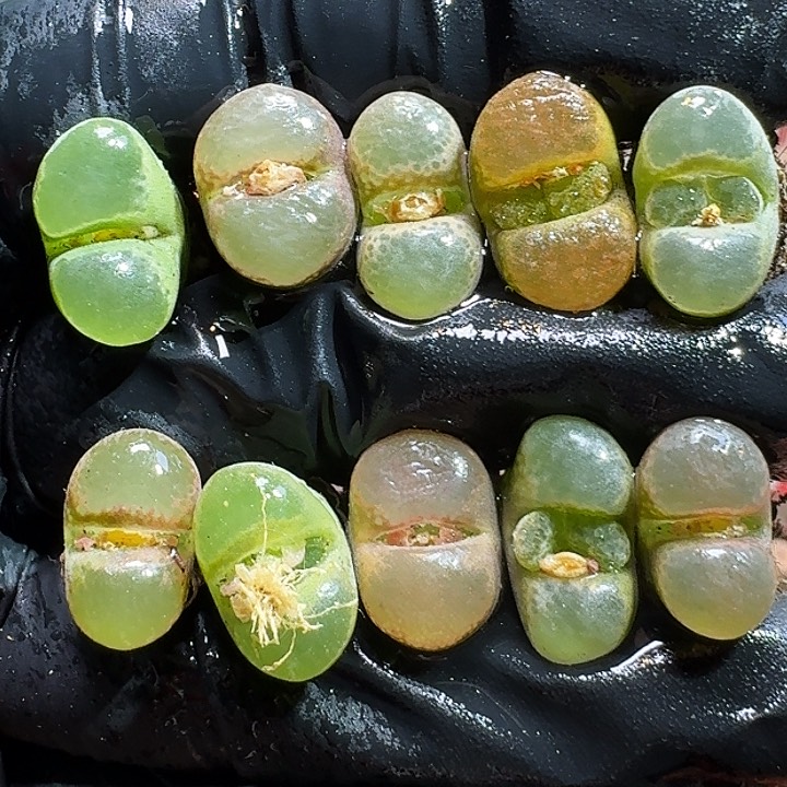 生石花11111111。 393