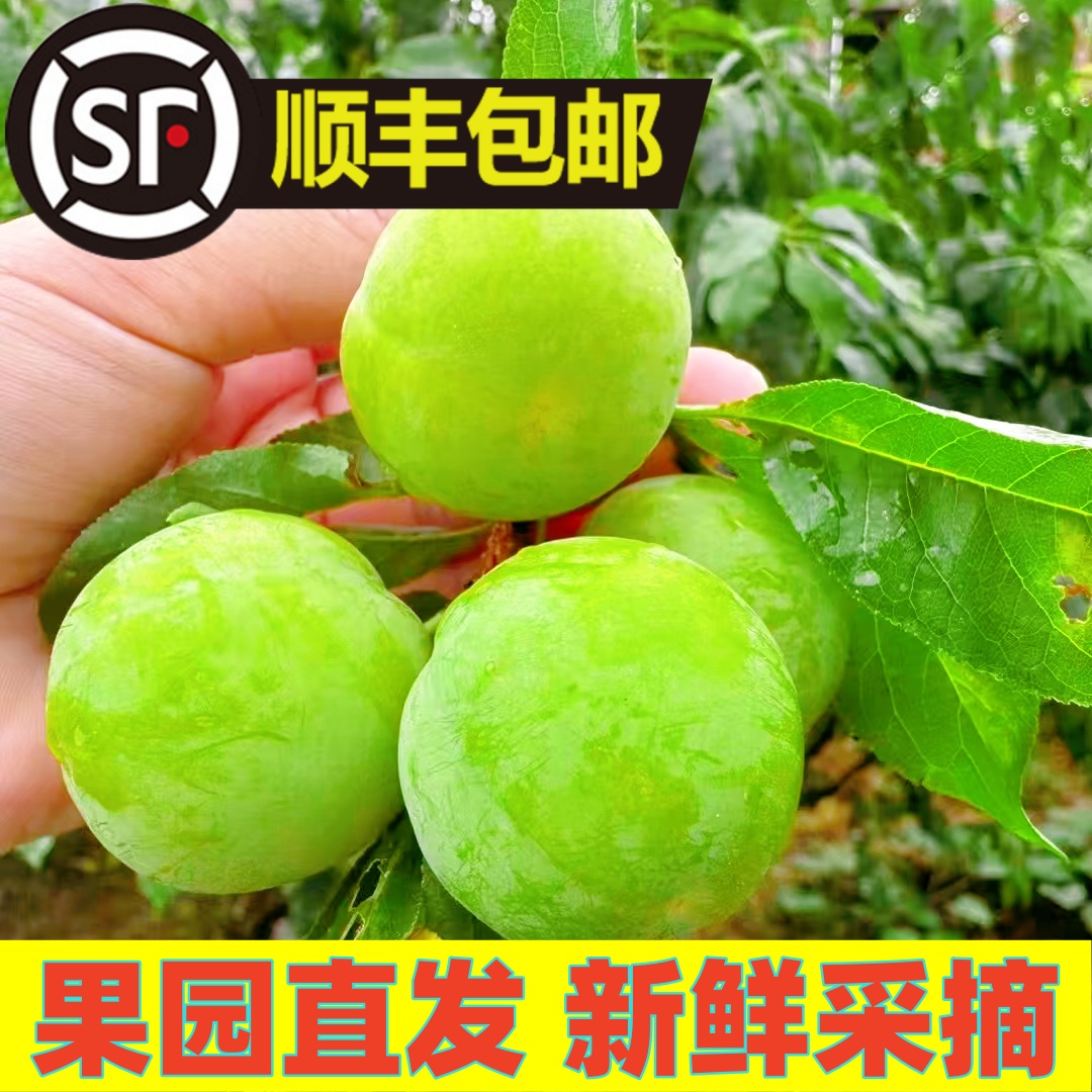 【顺丰送货】现摘三月李新鲜李子小青李孕妇酸李应季水果现摘3斤5斤