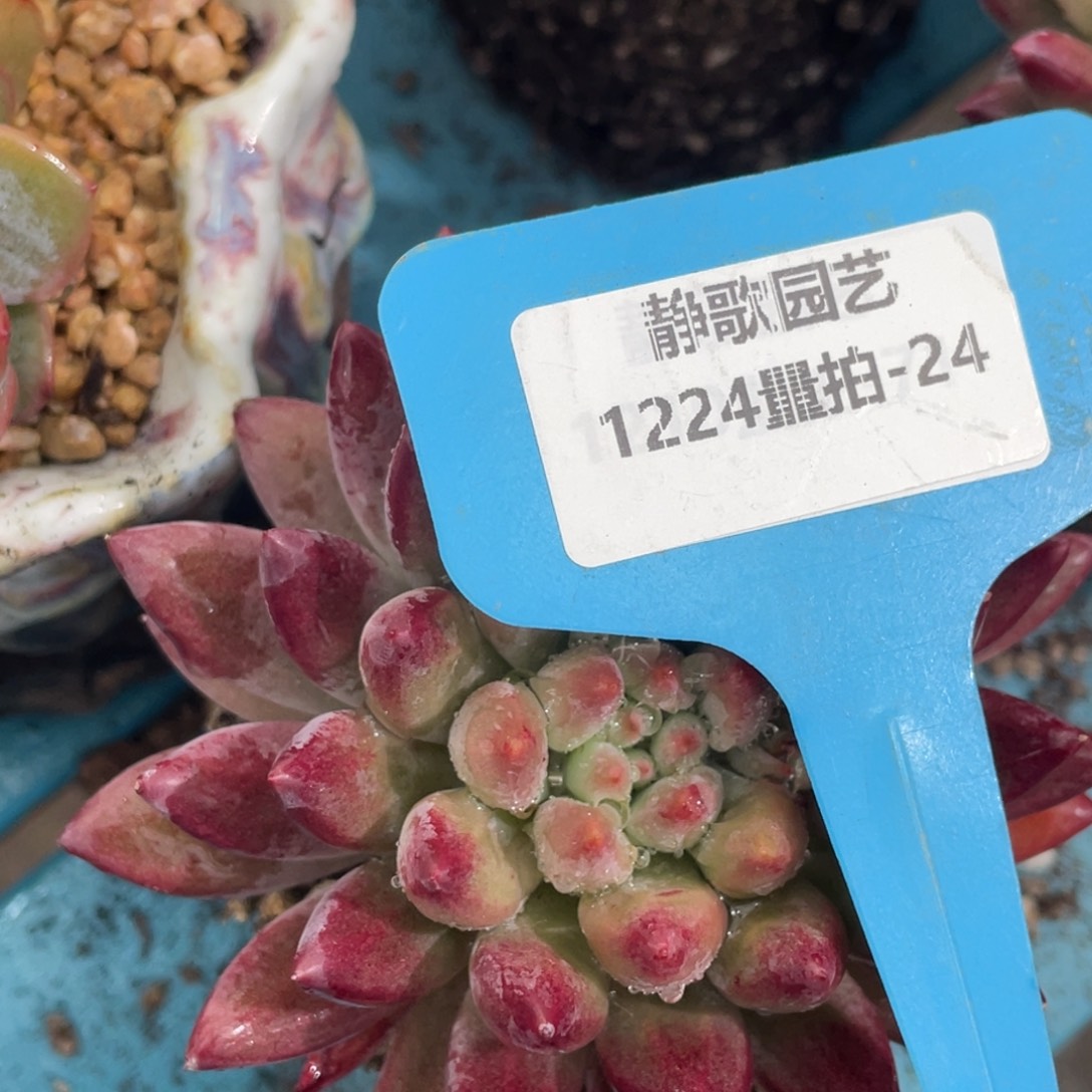 1224-24-虞美人大单头一颗量拍