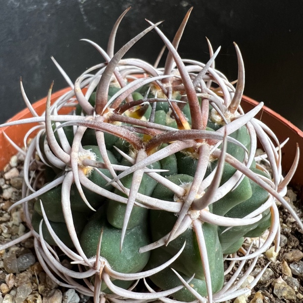 包刺碧岩五十铃仙人球多肉植物绿植盆栽花卉龙舌兰