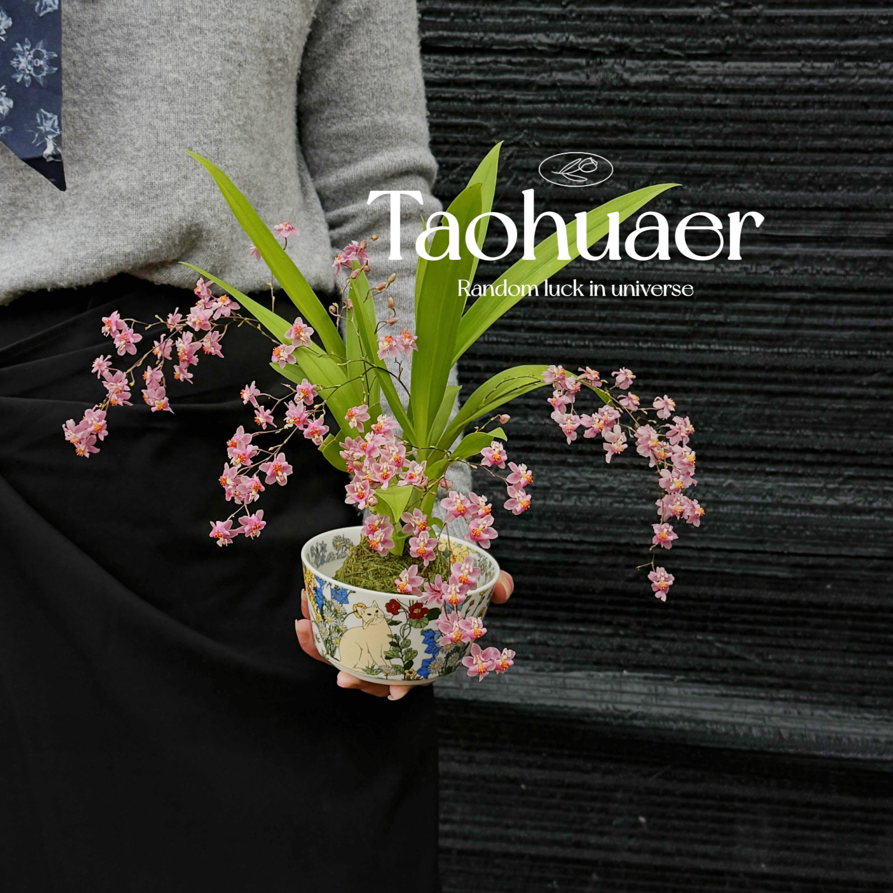 文心兰冬季耐寒植物 好养浓香开花室内盆栽年宵花