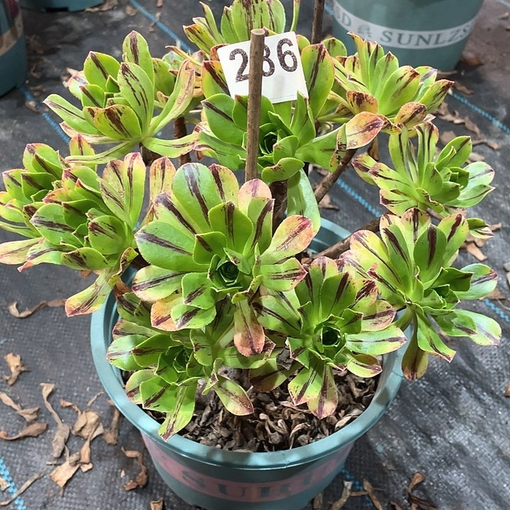 碧火286   冠幅24