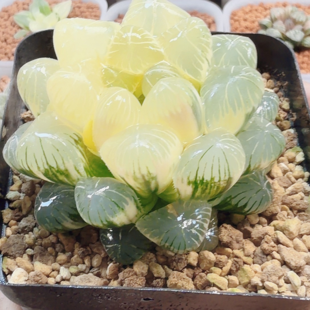 十二卷实生冰灯锦福利