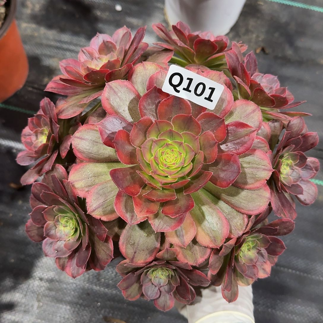 101火狐33冠服22左右