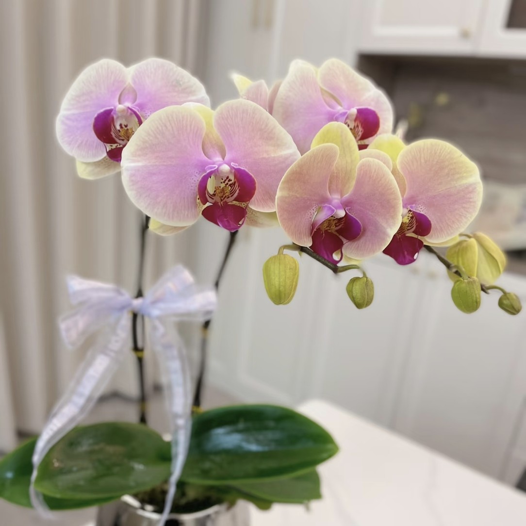 《蝴蝶兰—蒙娜丽莎 》瑕疵苗  2.8带剑（未开花）高档花卉，净化空气。