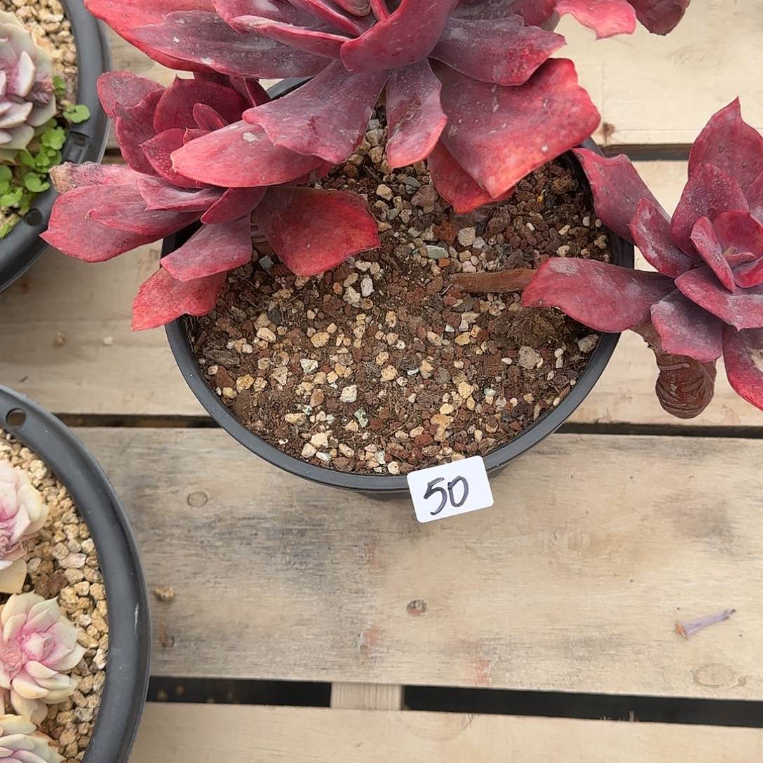 50 号砖石锦多肉植物 0000