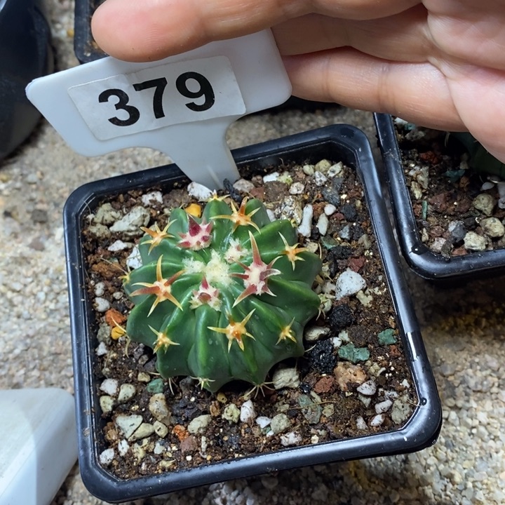 赵福利凌波一颗！！！！