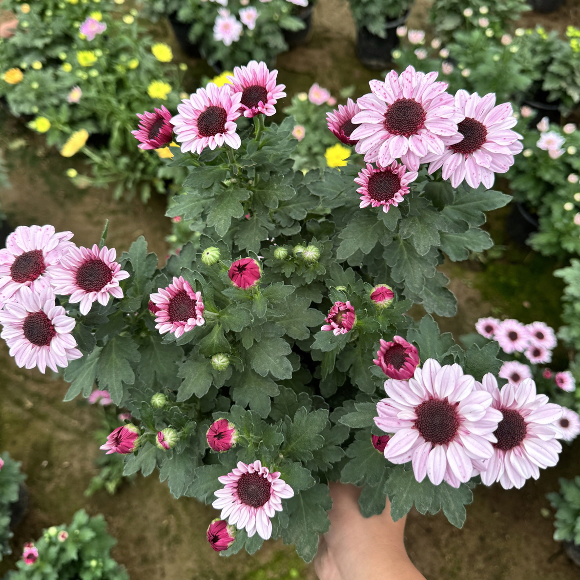 【草莓熊】小菊切花菊多年生带花苞绿植盆栽适合室内外阳台种植