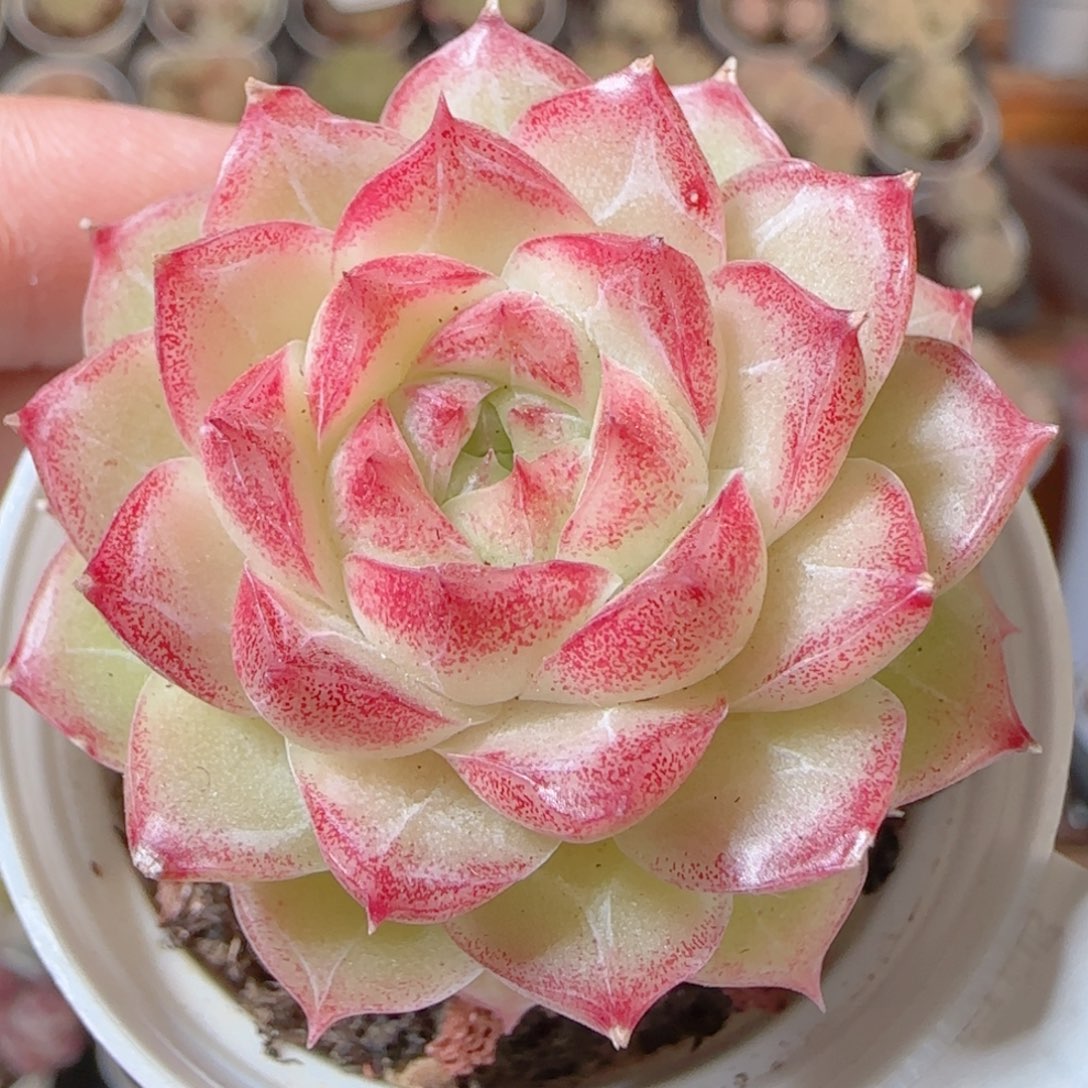 花语多肉1231-41女王