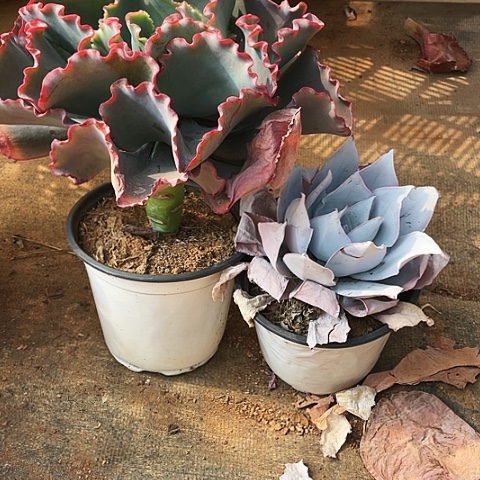 a****r61 号包菜系列 2 棵