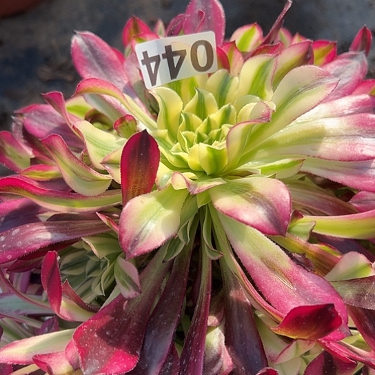 慧*多肉植物一个天和