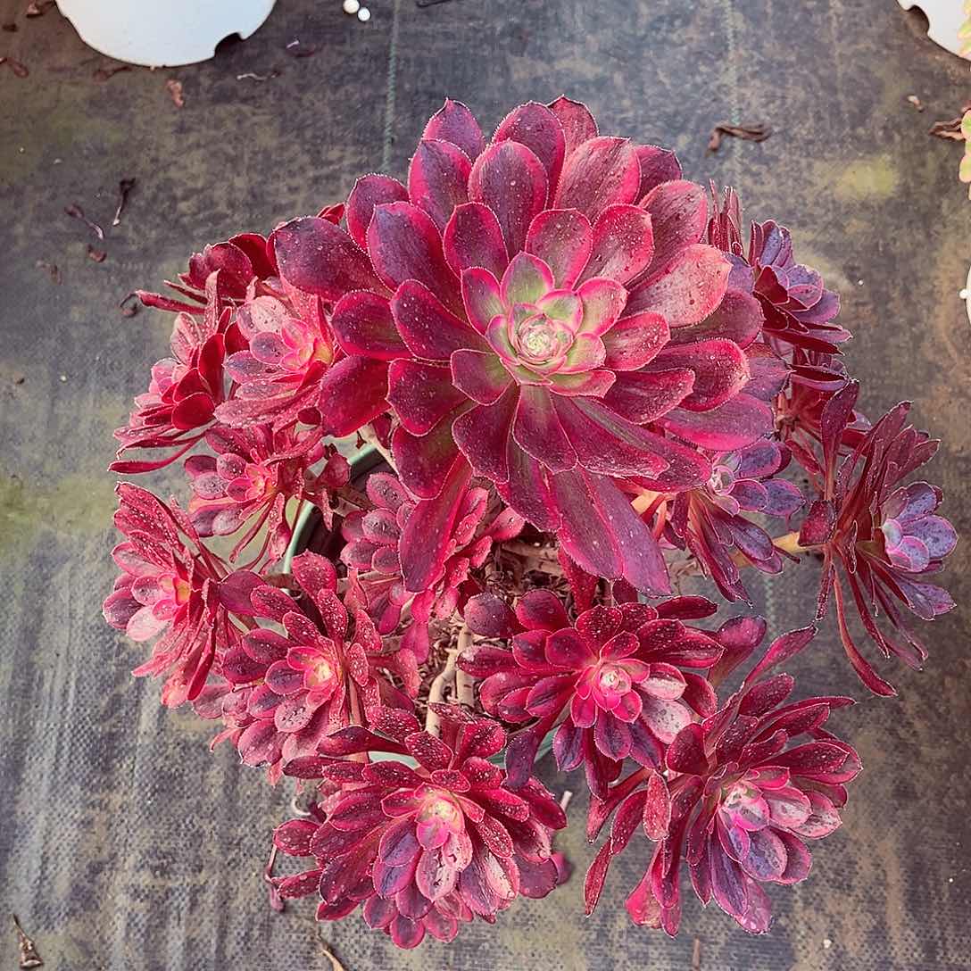 丽娜法师多肉植物