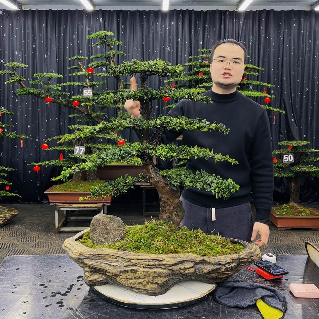 松树柏树造型盆景