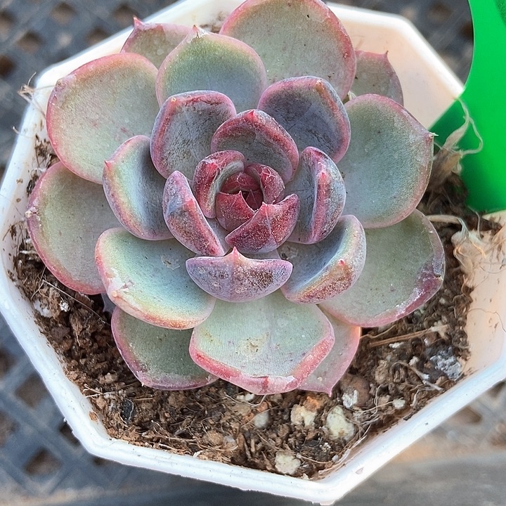 多肉植物蓝莓866多肉