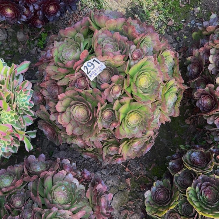 万圣节花27-29包邮花花