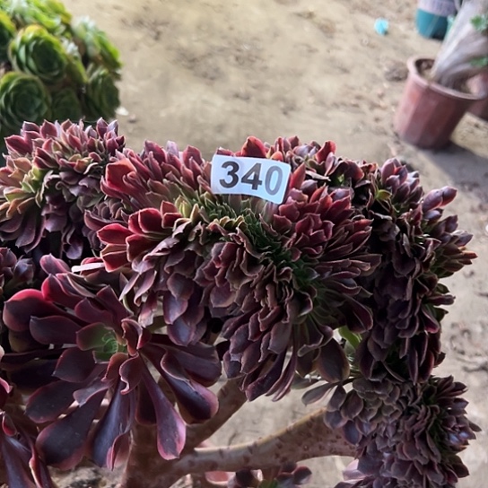 邓***。多肉植物一个欧嘉莉