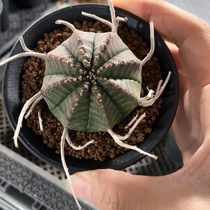 法立法，实生。   。