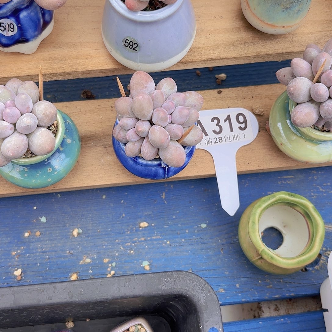 A319汤圆一物语拍