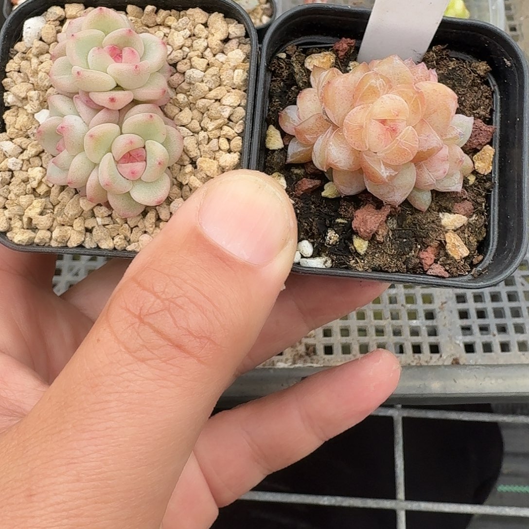 华***仔132号秃子四头加水果派四头多肉