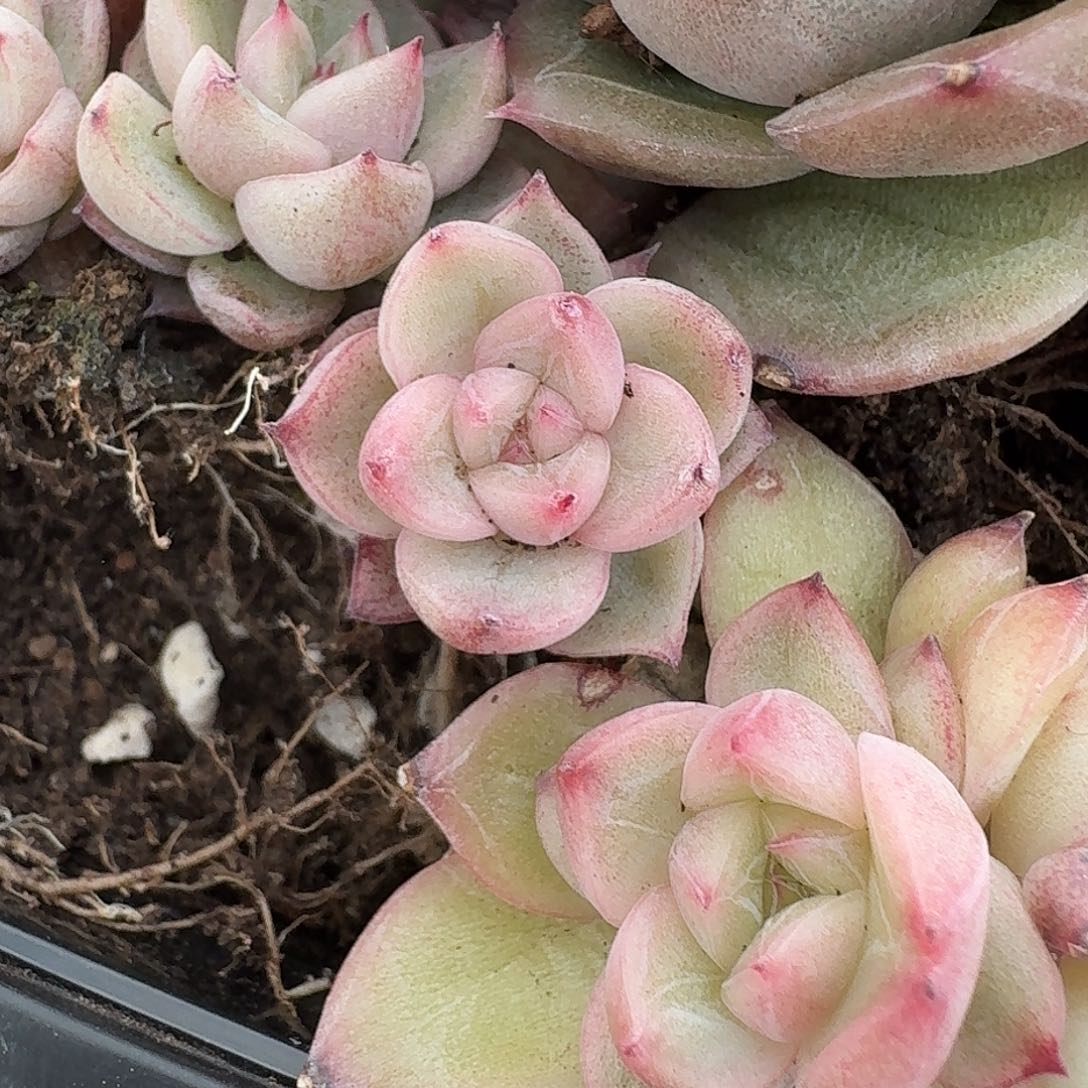 莫**着杂交新品珍妮多肉1841