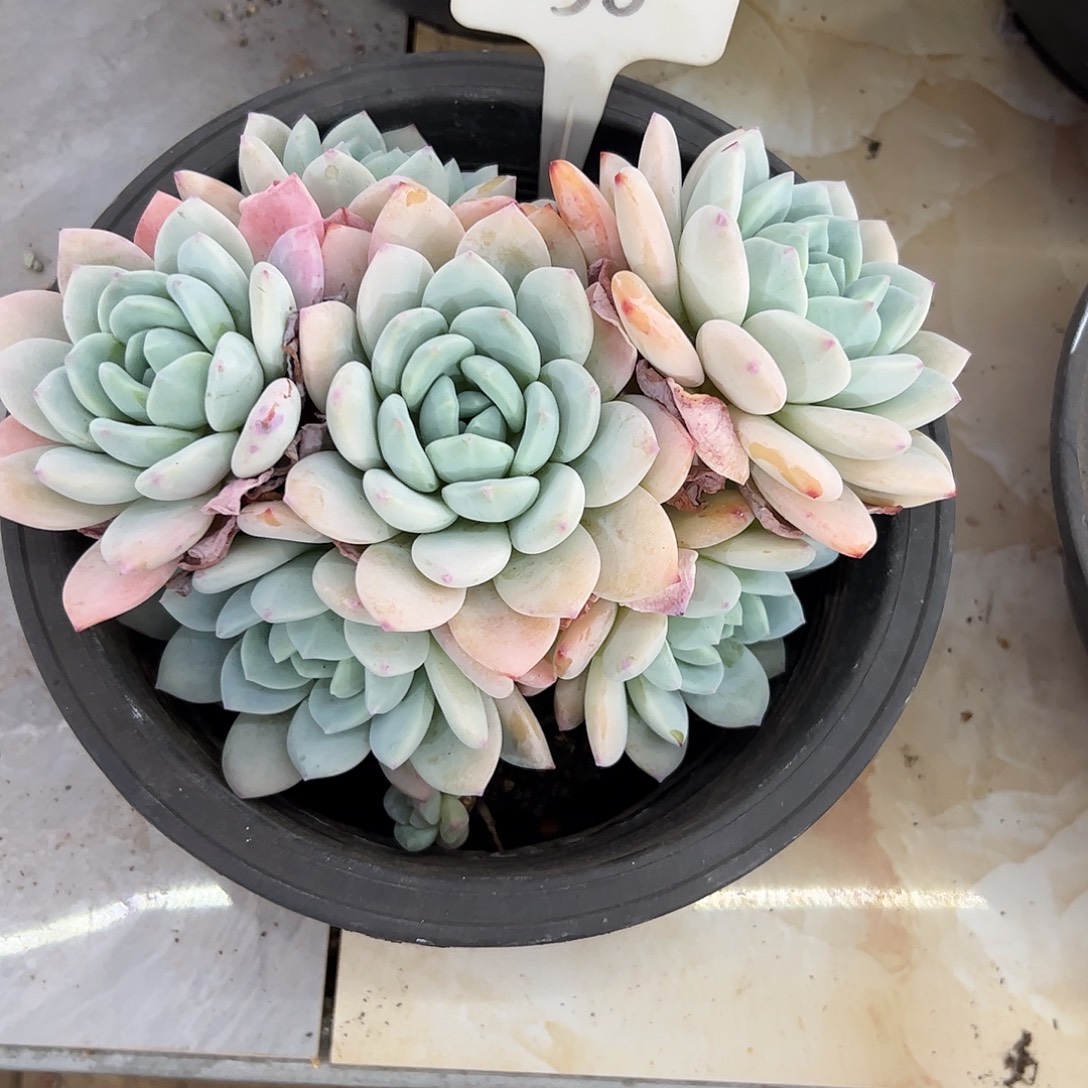 冷香多肉植物保护