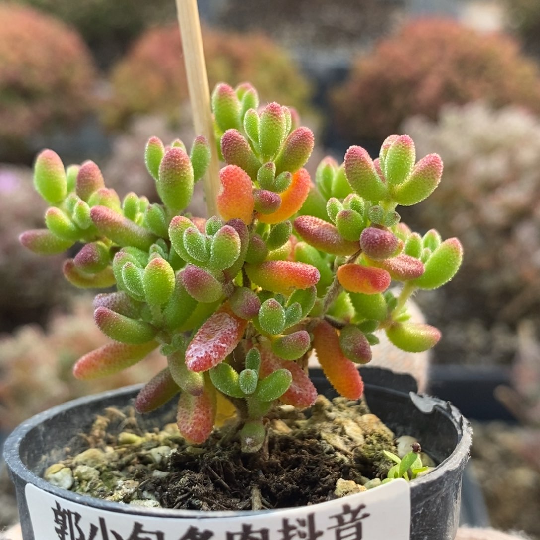 红宝石4906枝干番杏