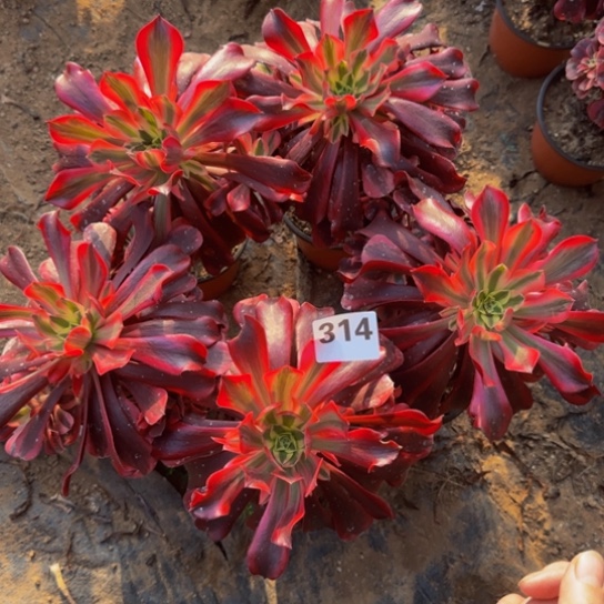 美杜莎5棵3号棚314