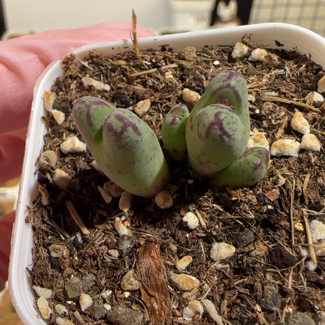 肉锥多肉植物组合-z斑马1436