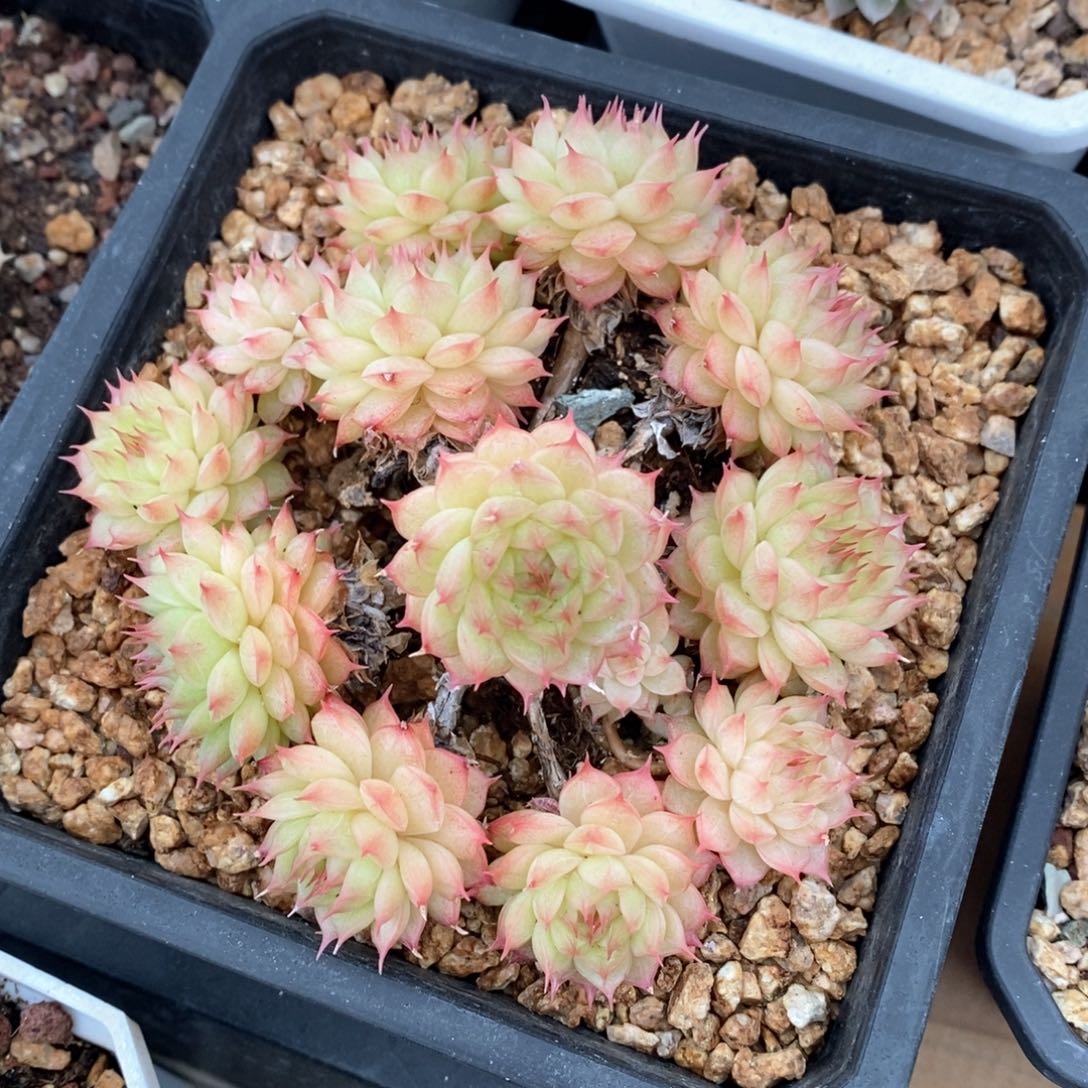 精品多肉一物一柏不包整138