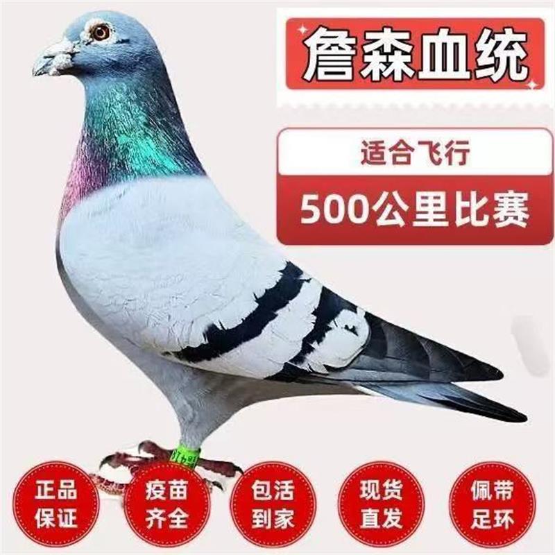 詹森信鸽血统鸽纯种信鸽正品信鸽子活体包邮精品鸽好种鸽鸽子活苗