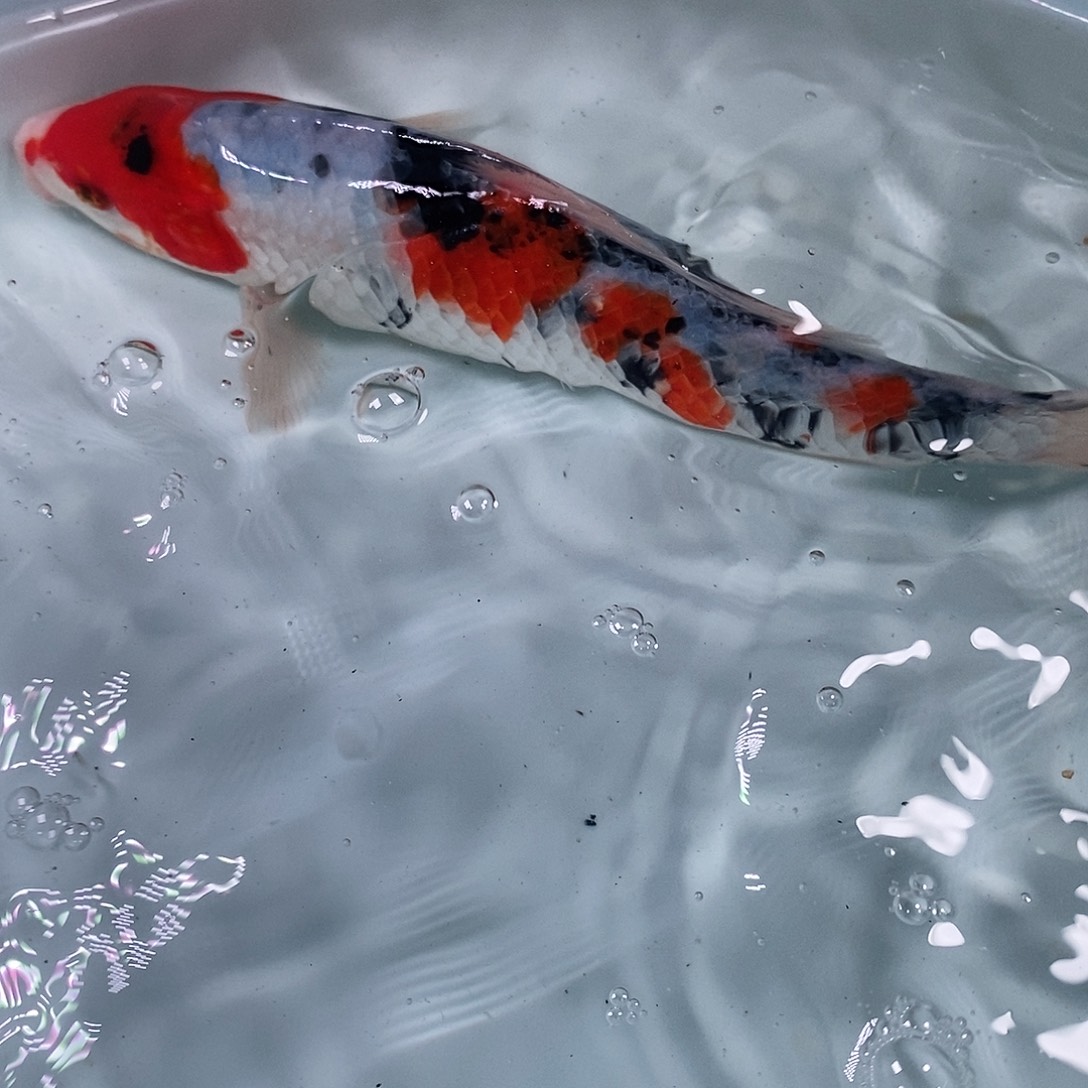 锦鲤冷水锦鲤包邮