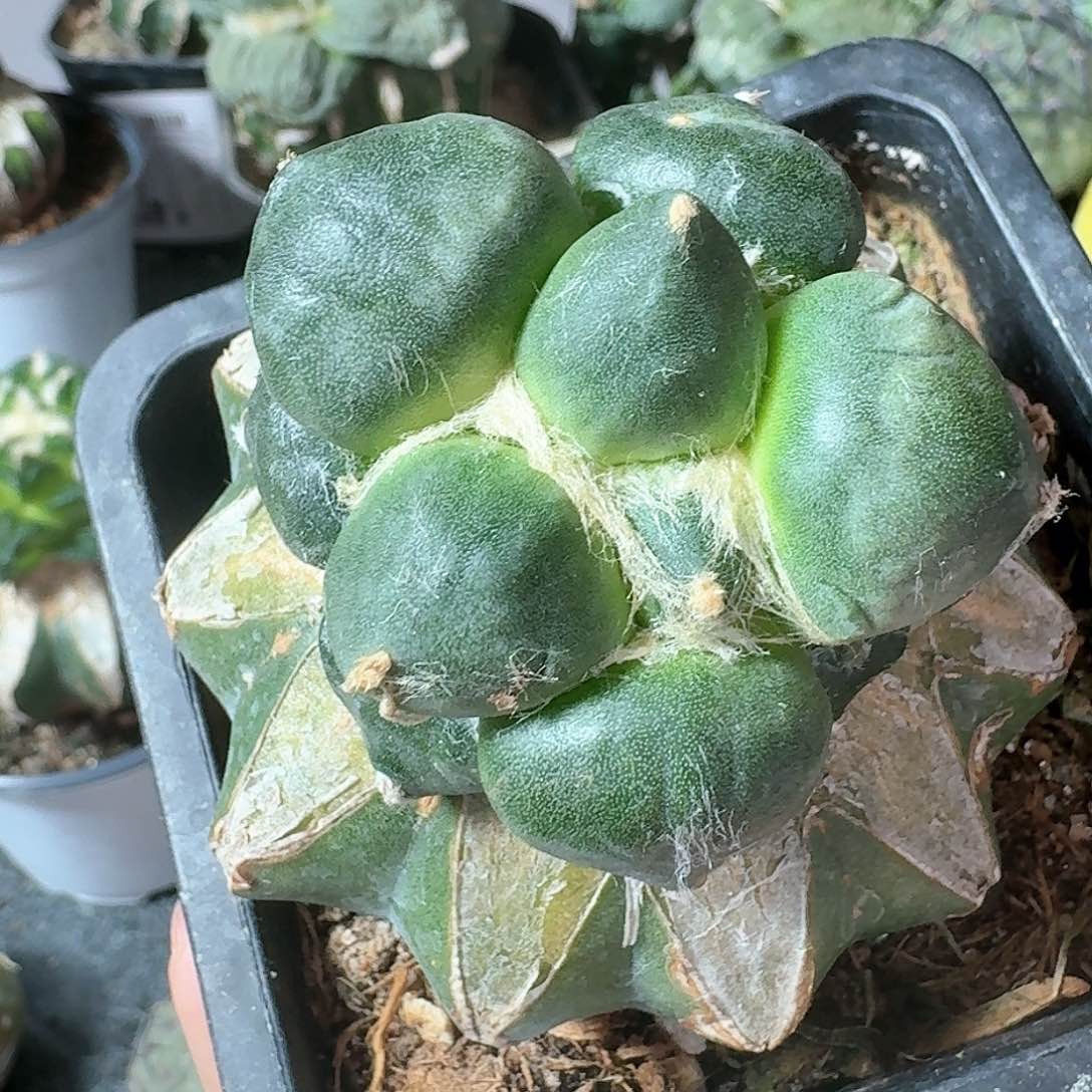 【闪购商品】无花朵达摩蛋940