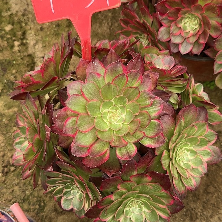 1-34莲花座多肉法师