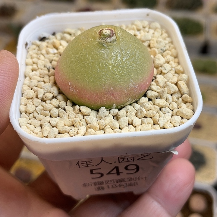 家人园艺多肉生石花灯泡549