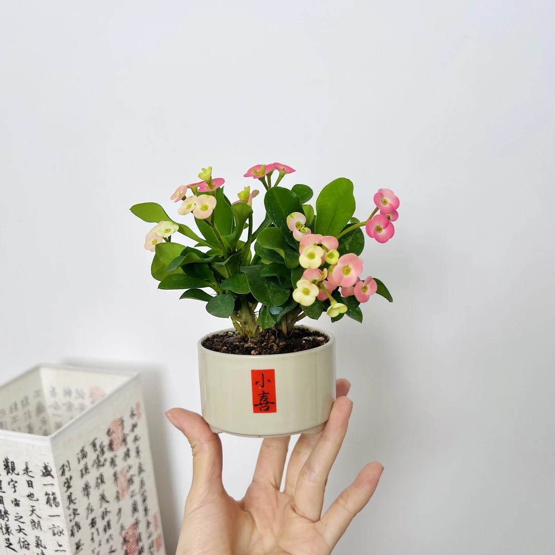 鸿运当头铁海棠室内好养加赠小喜盆