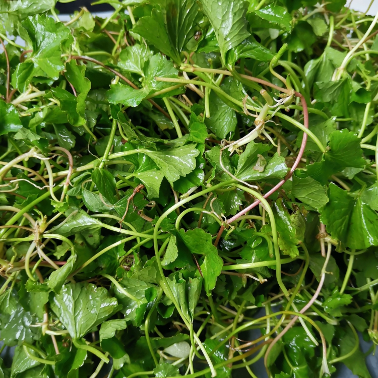 云南德宏新鲜苦菜马蹄菜铜钱草崩大碗雷公根灯盏菜积雪草250克