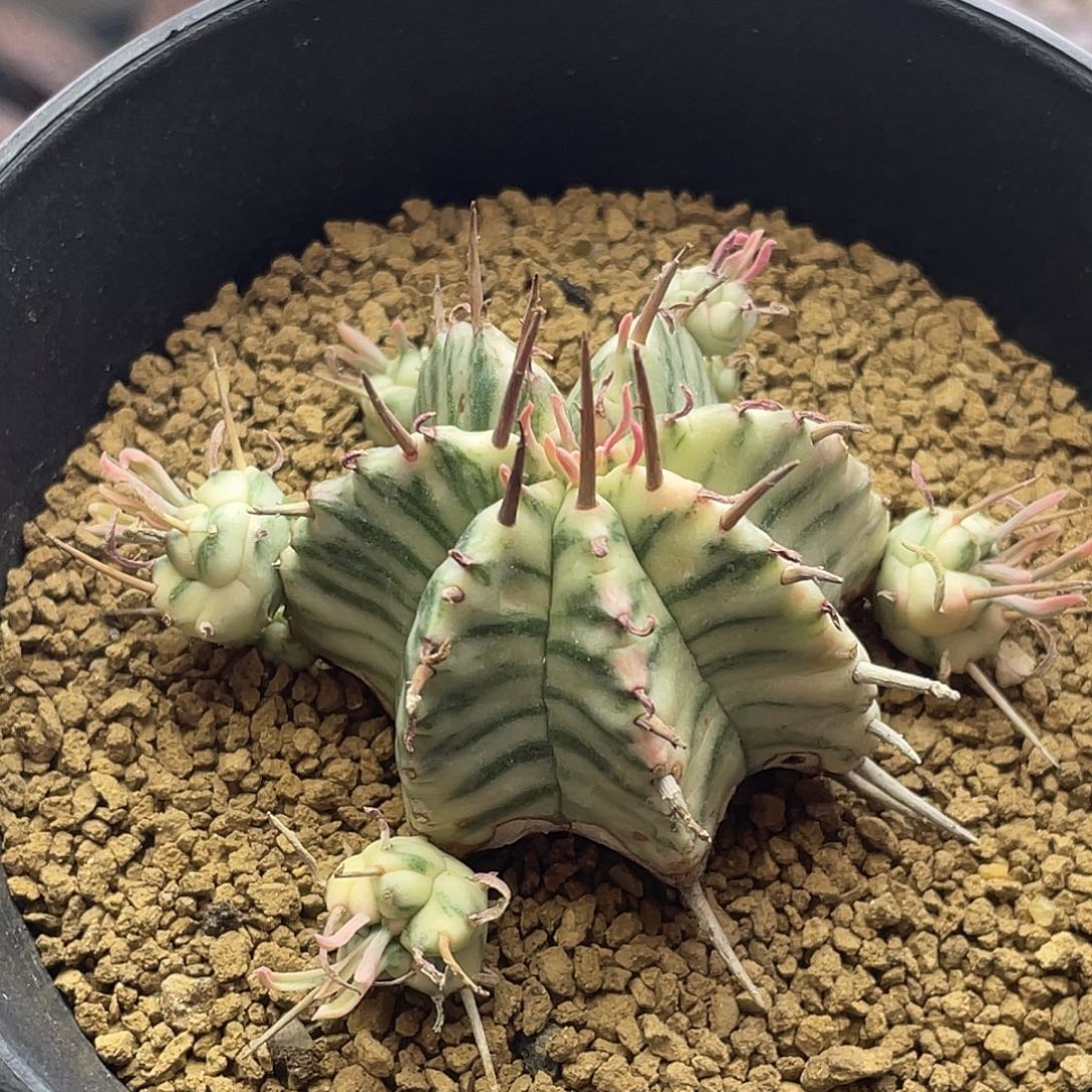 羽田斑马锦大戟仙人球