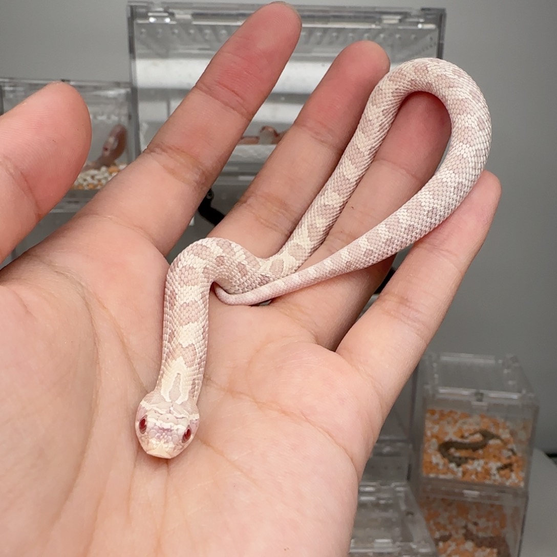 直播间专拍 雪康弟弟