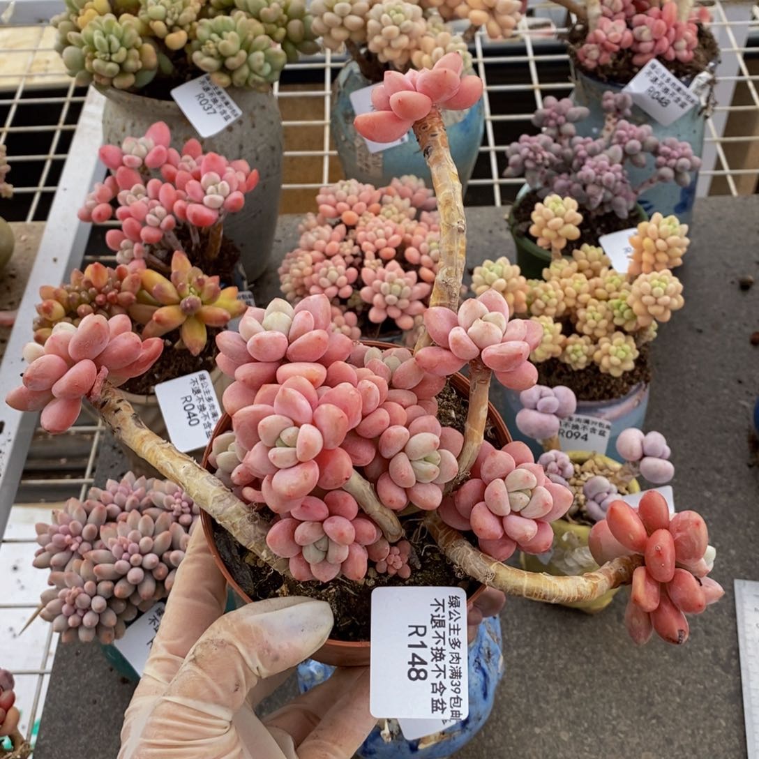 樱花洛神148/18c m