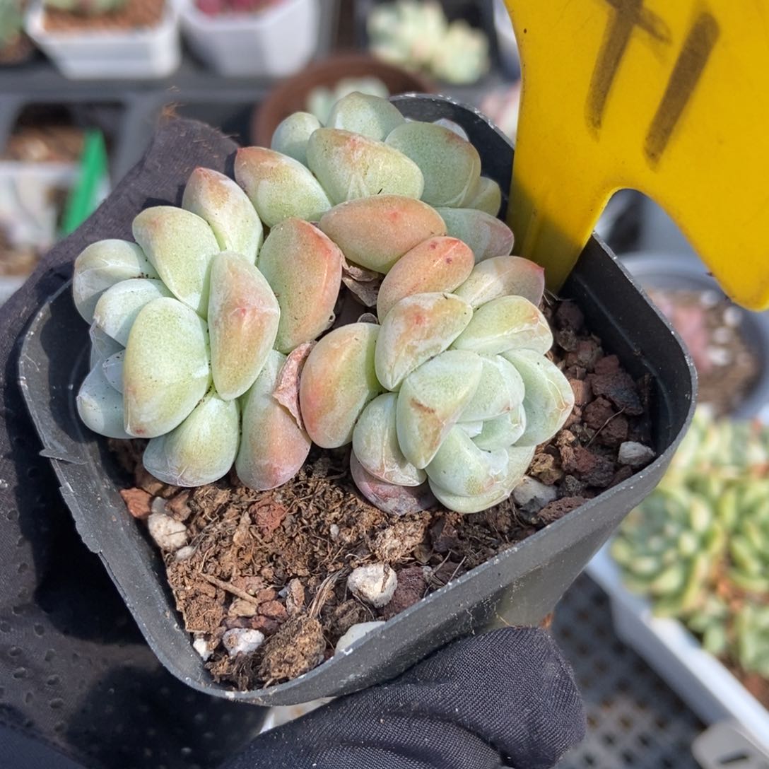 541冰玉多肉植物保护